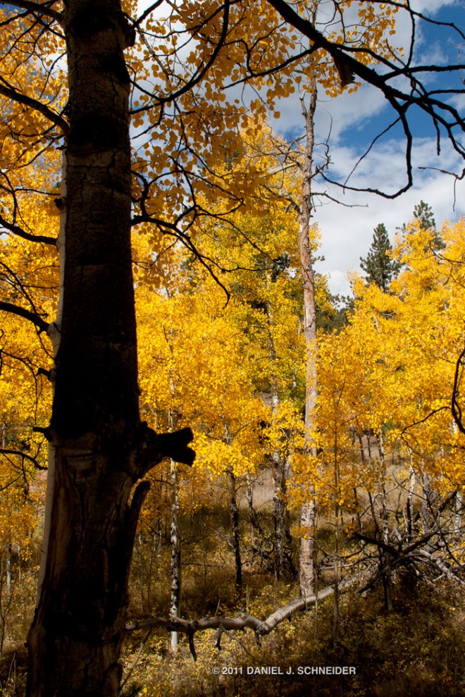 Autumn in the Rocky Mountains 2011