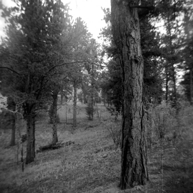 Forest north of Conifer, Colorado