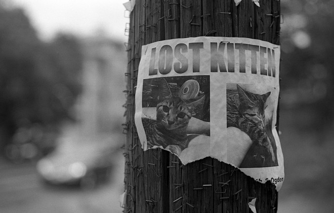 Oh em gee. Lost kitten!