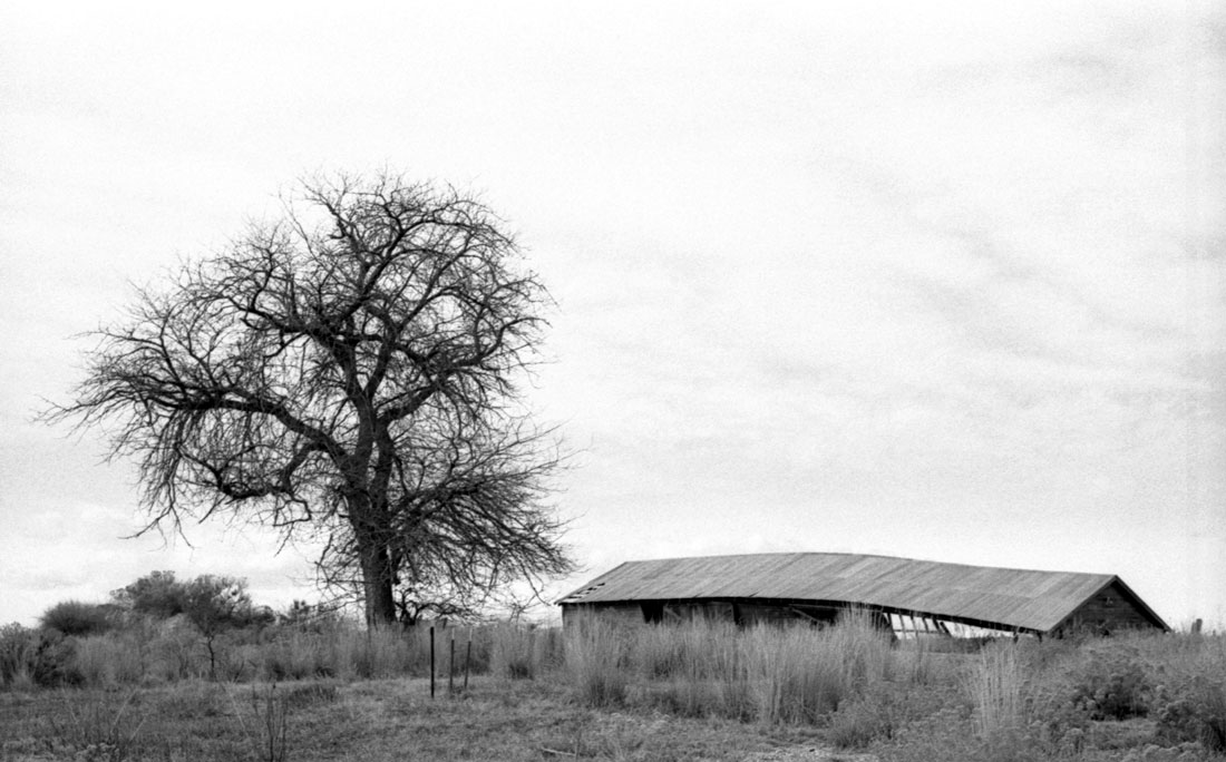 Barn and tree, Weld County