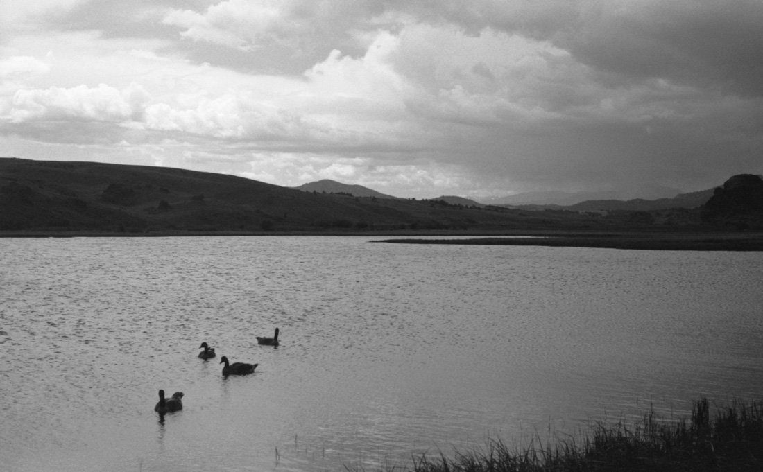 Ducks on Tarryall Reservoir