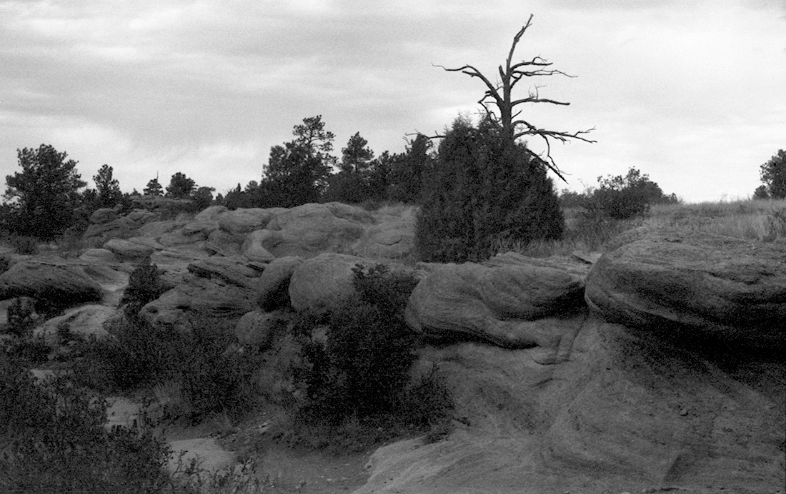 Castlewood Canyon dead tree