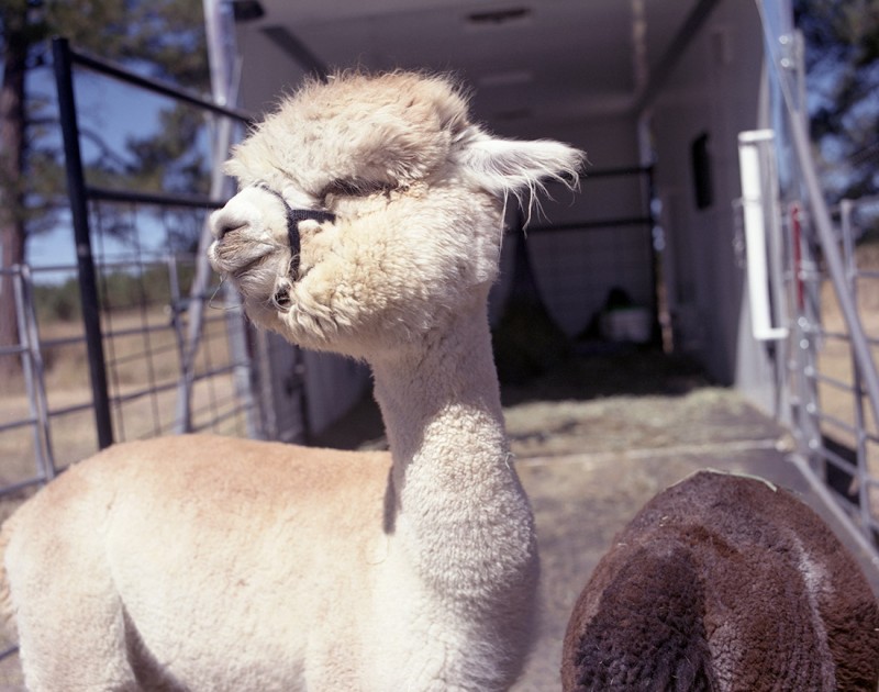 Cheeky huacaya alpaca