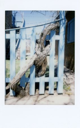 Tree through blue fence