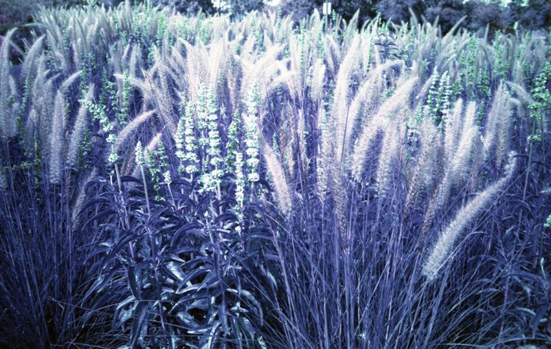 Decorative grasses on LomoChrome